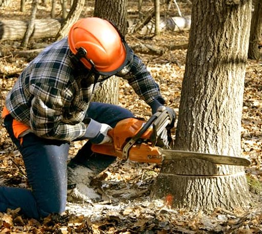 Tree Removal in Burns Flat, OK